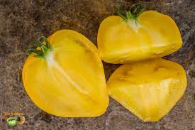 Afbeeldingsresultaat voor anna russian tomato