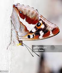 Attēlu rezultāti vaicājumam “Apatura iris underside”