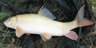 Image result for Moxostoma hubbsi