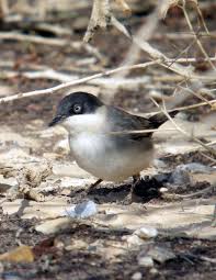 Image result for Sylvia hortensis