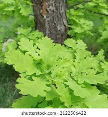 Attēlu rezultāti vaicājumam “Quercus robur Fastigiata leaf”