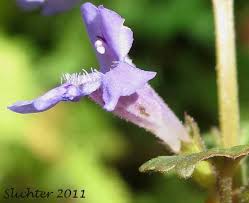 Attēlu rezultāti vaicājumam “Glechoma hederacea flower”