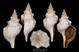 Image result for Triplofusus giganteus