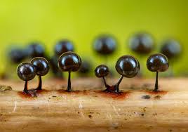 Attēlu rezultāti vaicājumam “Lamproderma violaceum young”