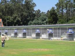 Image result for Meridian Racing Pigeon Lofts