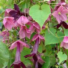 Image result for Rhodochiton atrosanguineum