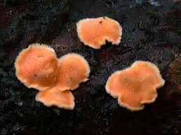 Attēlu rezultāti vaicājumam “Aleurodiscus amorphus”