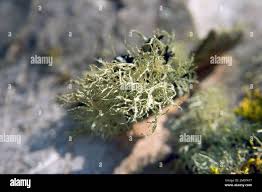 Attēlu rezultāti vaicājumam “Evernia divaricata”