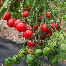 Afbeeldingsresultaat voor rose quartz tomato