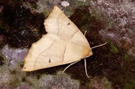 Attēlu rezultāti vaicājumam “Crocallis elinguaria larva”