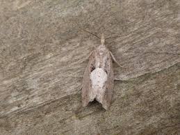 Attēlu rezultāti vaicājumam “Epinotia brunnichana”