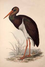 Attēlu rezultāti vaicājumam “Ciconia nigra”