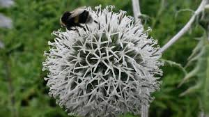 Image result for Echinops spaerocephalus