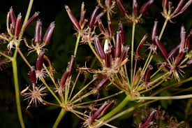 Attēlu rezultāti vaicājumam “Chaerophyllum aromaticum flower”