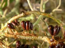 Attēlu rezultāti vaicājumam “Leocarpus fragilis macro”