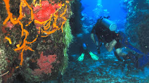 Resultado de imagen para cozumel dive