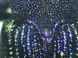 Attēlu rezultāti vaicājumam “Magdalis sp.”