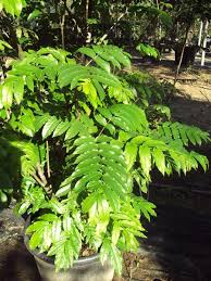 Attēlu rezultāti vaicājumam “Pterocarya fraxinifolia leaf”