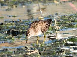 Image result for Calidris subminuta