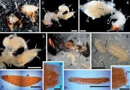 Attēlu rezultāti vaicājumam “Poecilus versicolor”