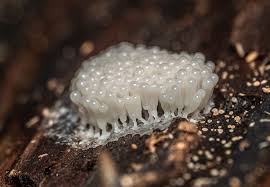 Attēlu rezultāti vaicājumam “Arcyria imperialis spores”