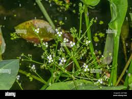 Attēlu rezultāti vaicājumam “Alisma plantago-aquatica flower”
