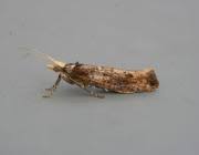 Attēlu rezultāti vaicājumam “Ypsolopha parenthesella”