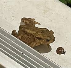 Attēlu rezultāti vaicājumam “Bufo bufo juvenile”