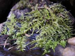 Attēlu rezultāti vaicājumam “Rhytidiadelphus”