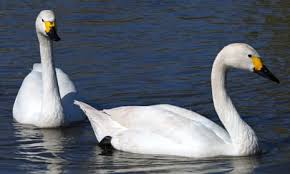 Image result for Sussex Swans