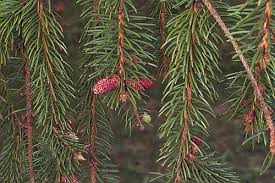 Attēlu rezultāti vaicājumam “Picea abies fruit”