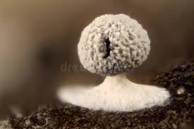 Attēlu rezultāti vaicājumam “Physarum leucopus”