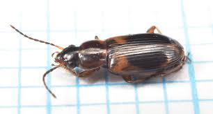 Attēlu rezultāti vaicājumam “Acupalpus flavicollis”