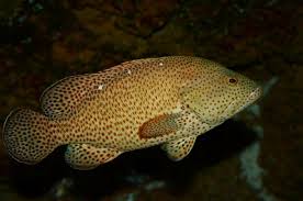 Image result for Cephalopholis cruentata