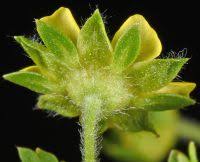 Attēlu rezultāti vaicājumam “Potentilla supina leaf”