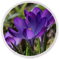 Attēlu rezultāti vaicājumam “Crocus tommasinianus flower”