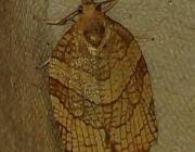 Attēlu rezultāti vaicājumam “Pandemis corylana”