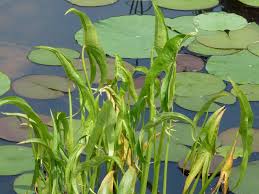 Attēlu rezultāti vaicājumam “Sagittaria sagittifolia leaf”