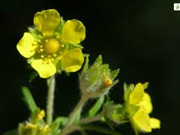 Attēlu rezultāti vaicājumam “Potentilla argentea flower”