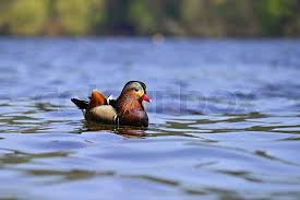 Attēlu rezultāti vaicājumam “Aix galericulata male”