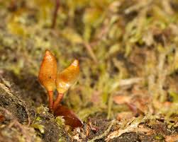 Attēlu rezultāti vaicājumam “Buxbaumia viridis”