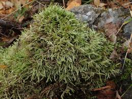 Attēlu rezultāti vaicājumam “Brachythecium salebrosum”