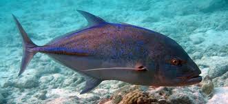 Image result for Caranx melampygus