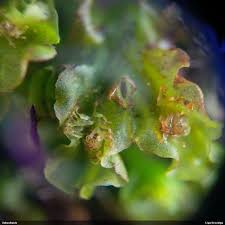 Attēlu rezultāti vaicājumam “Moerckia hibernica”