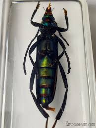 Attēlu rezultāti vaicājumam “Aromia moschata”