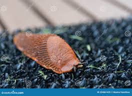 Attēlu rezultāti vaicājumam “Arion lusitanicus”