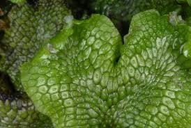 Attēlu rezultāti vaicājumam “Conocephalum salebrosum sporophyte”