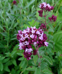 Attēlu rezultāti vaicājumam “xComagaria rosea”