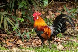 Attēlu rezultāti vaicājumam “Gallus”