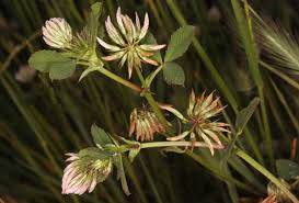 Attēlu rezultāti vaicājumam “Trifolium spadiceum flower”
